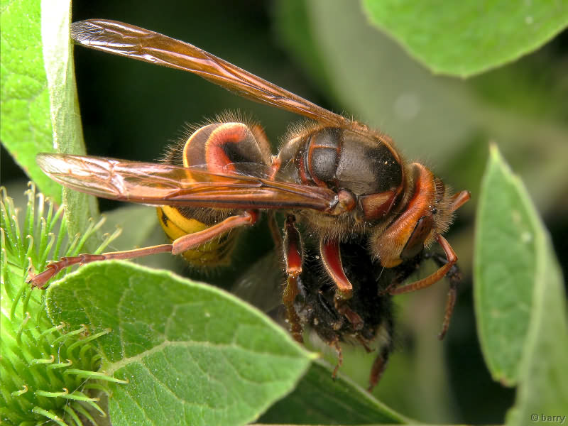 Vespa crabro Linnaeus, 1758